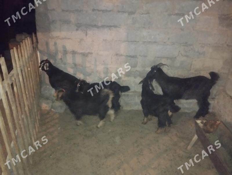 Dow geçi we urkaçy cewişler - Гарадамак Шор - img 4