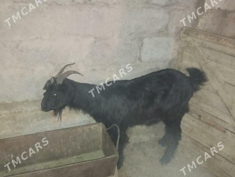 Dow geçi we urkaçy cewişler - Гарадамак Шор - img 3
