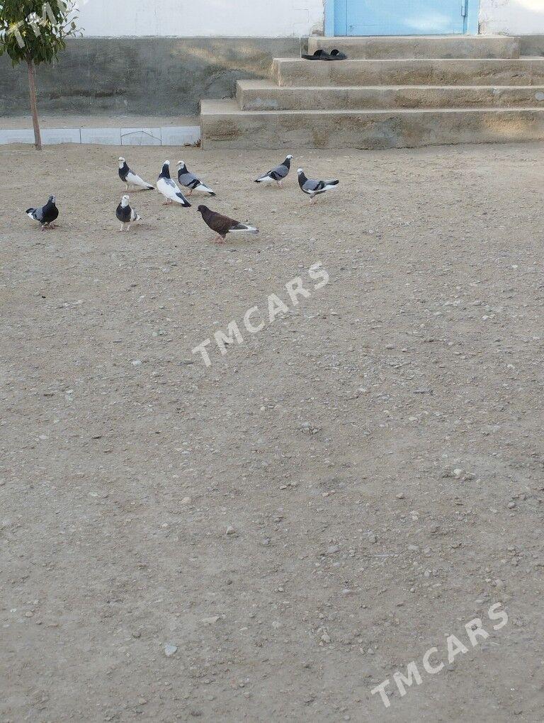 kepderi - Balkanabat - img 3