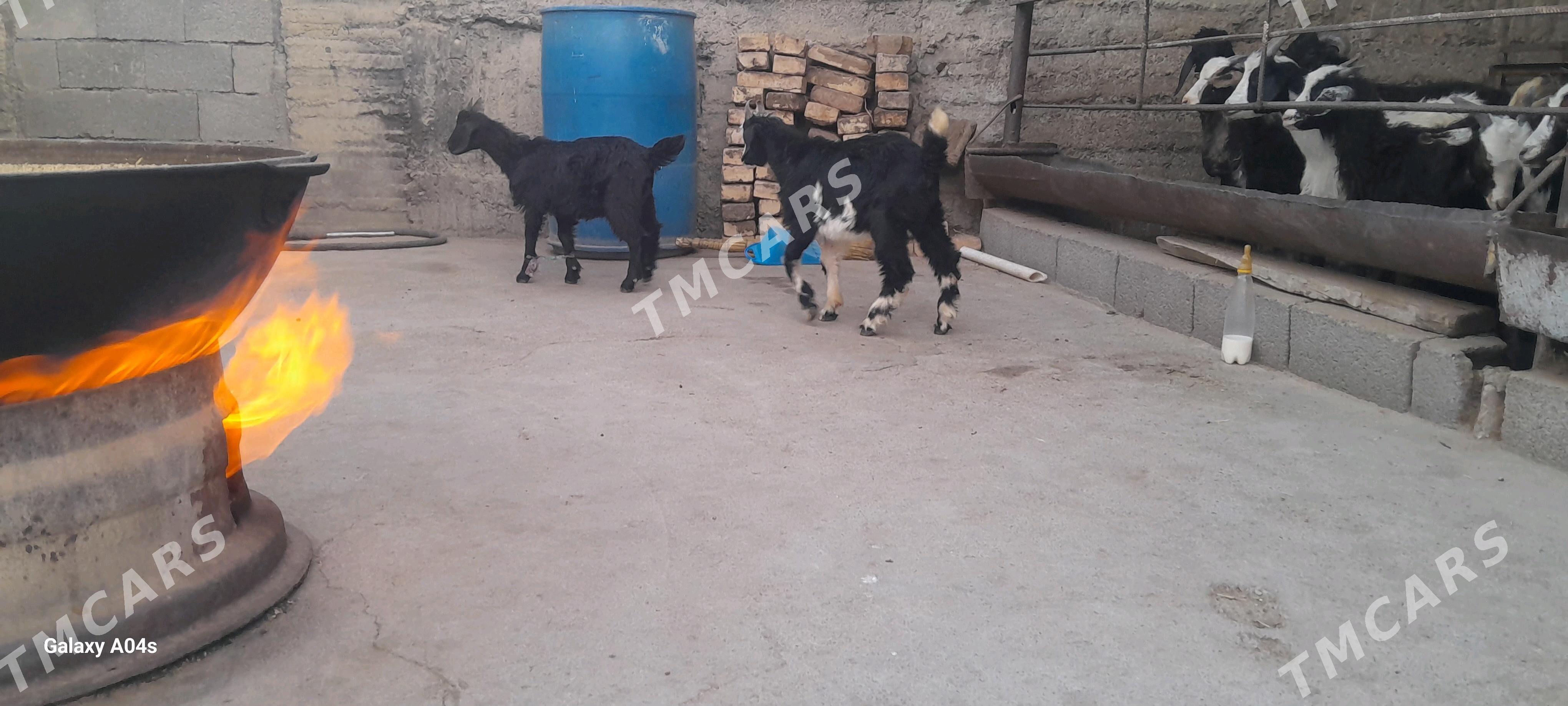 cewys - Gökdepe - img 2