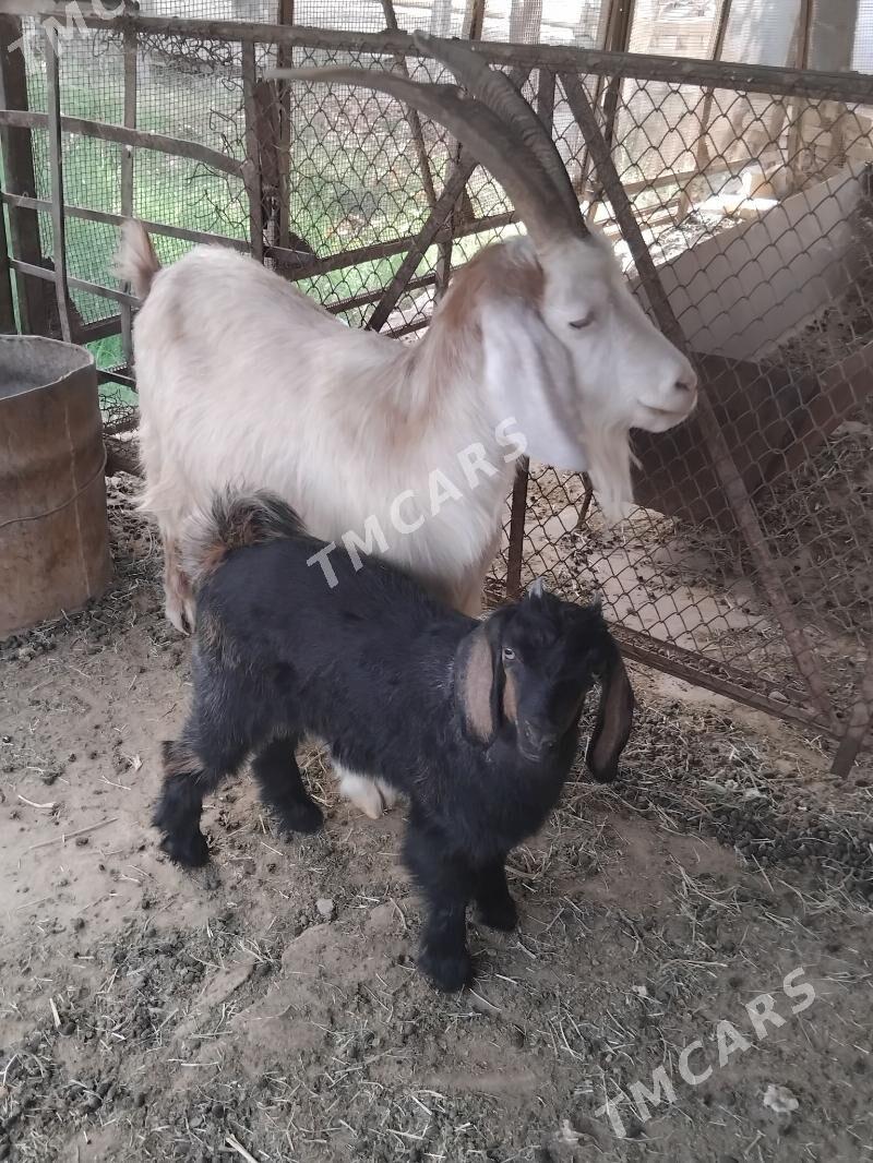 Owlakly geçi - Kaka - img 2