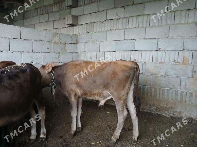 tuweler okuzler - Бузмеин - img 5