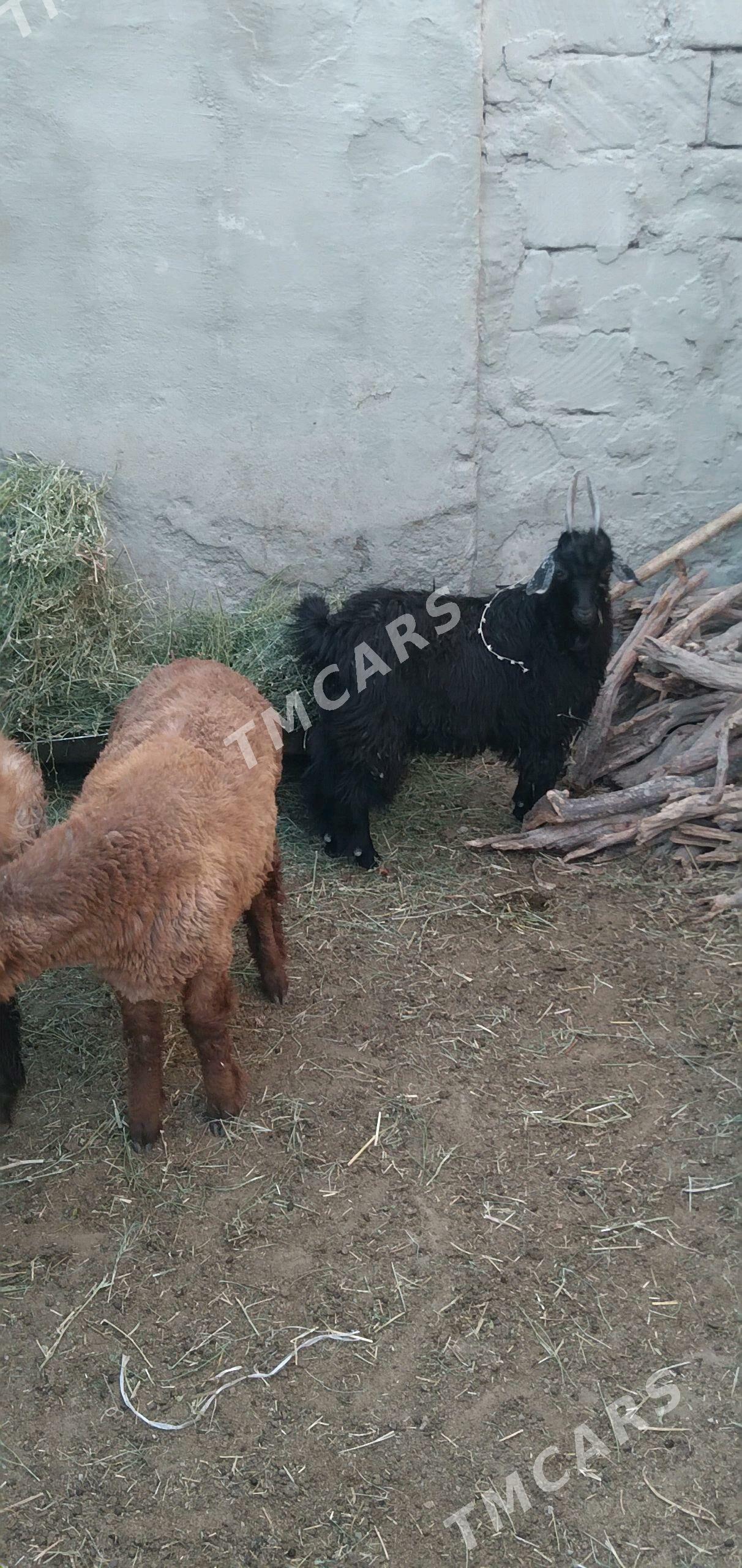 Cewis - Türkmenbaşy - img 2