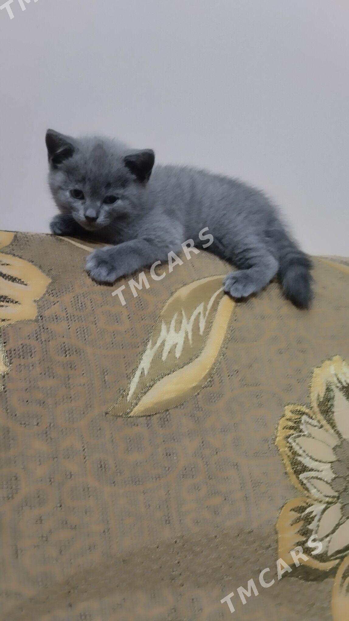 домашние животные - Türkmenabat - img 7