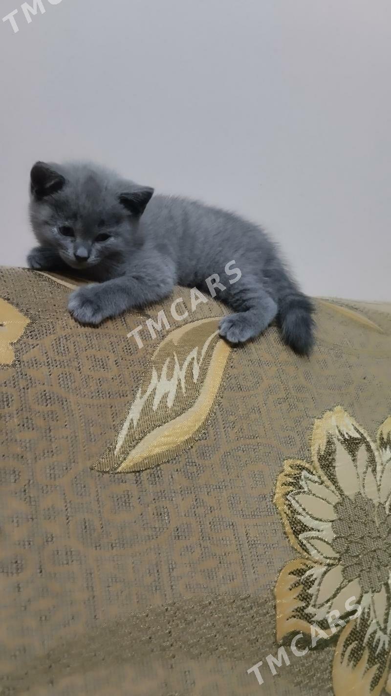домашние животные - Türkmenabat - img 4