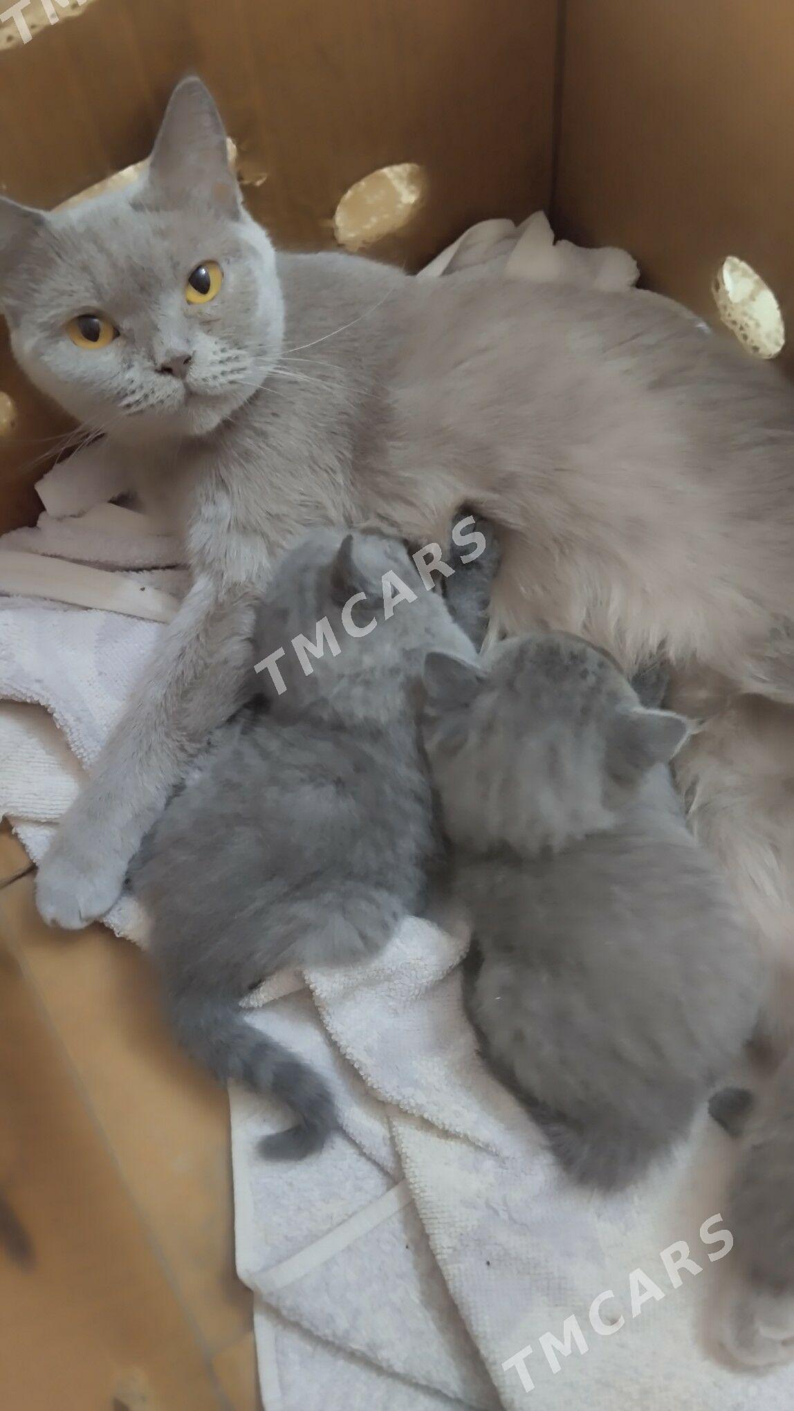 домашние животные - Türkmenabat - img 5
