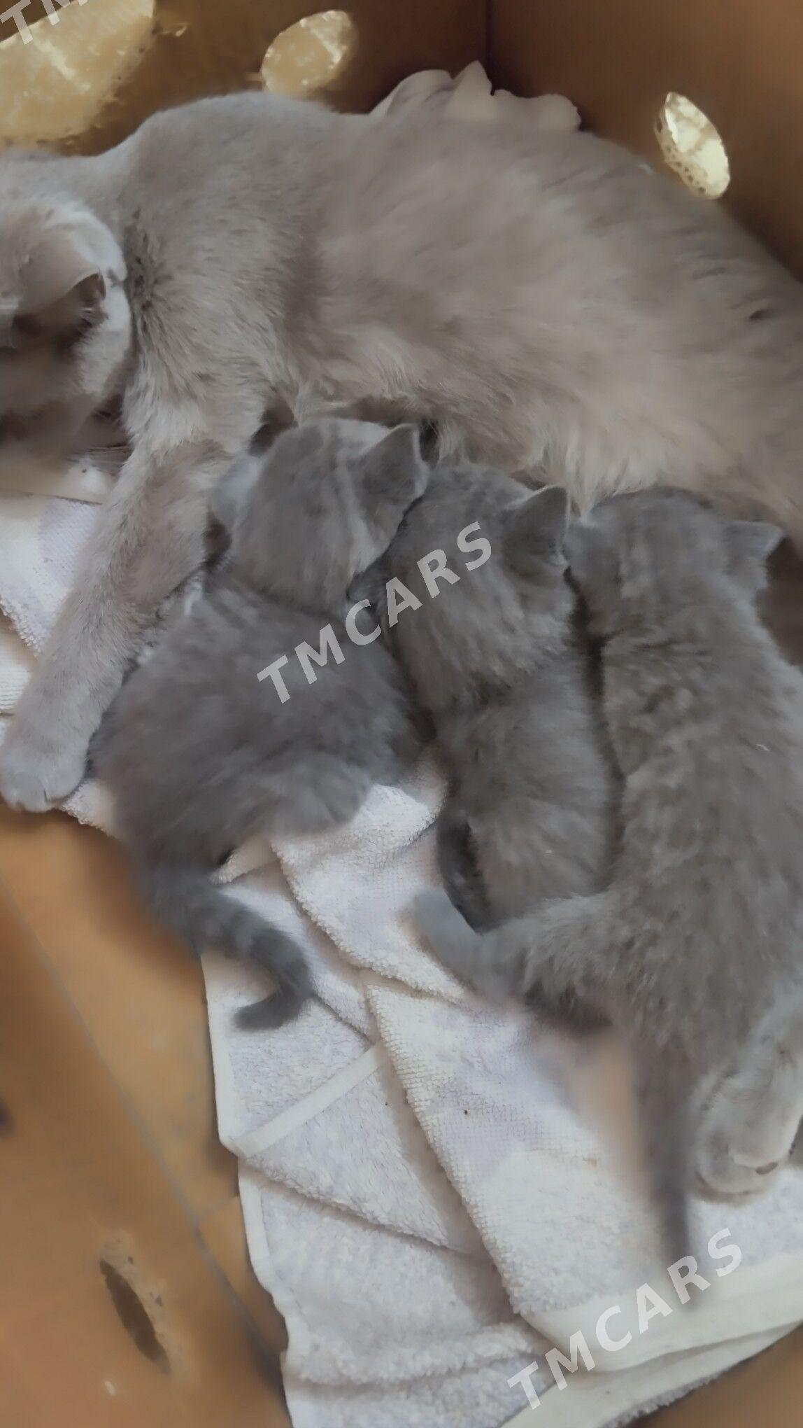 домашние животные - Türkmenabat - img 3