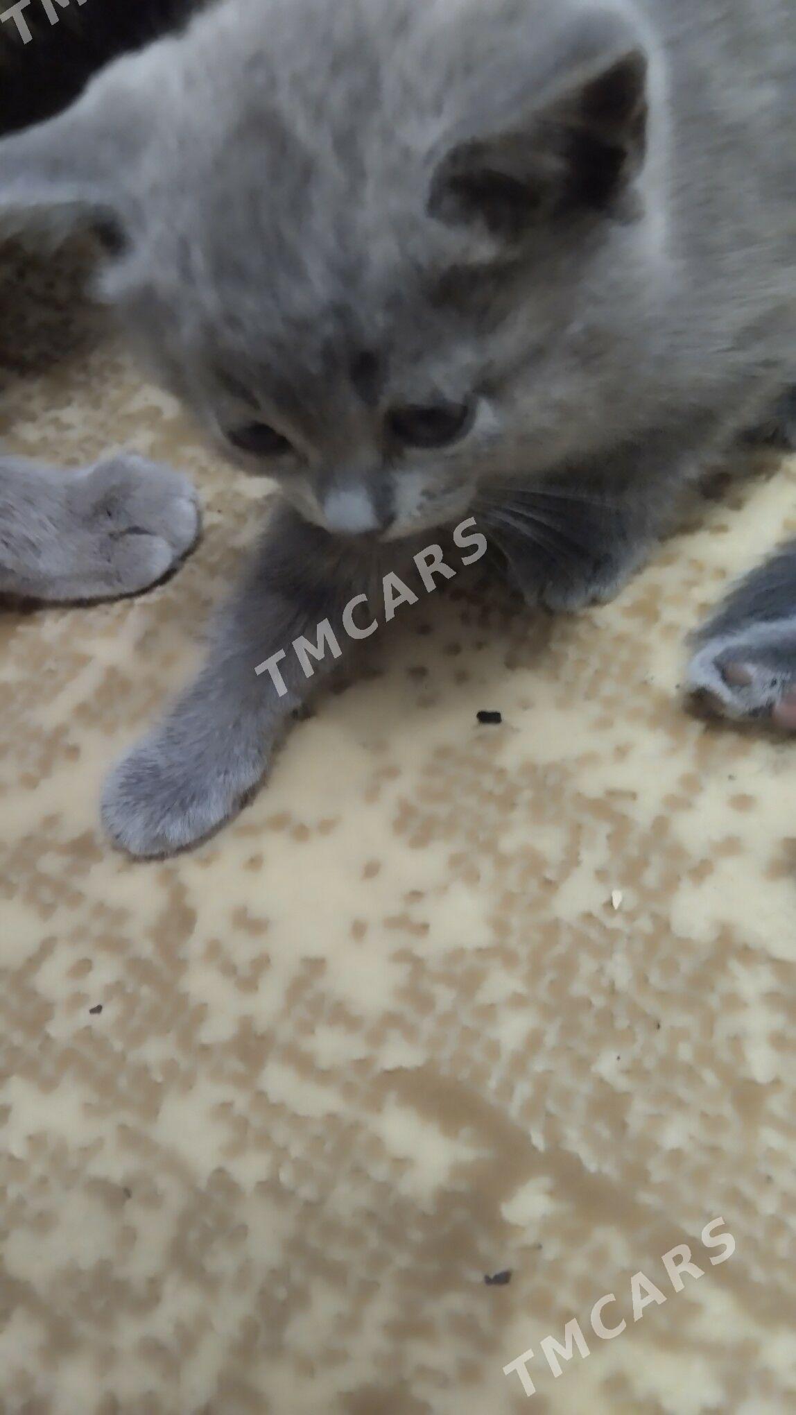 домашние животные - Türkmenabat - img 2