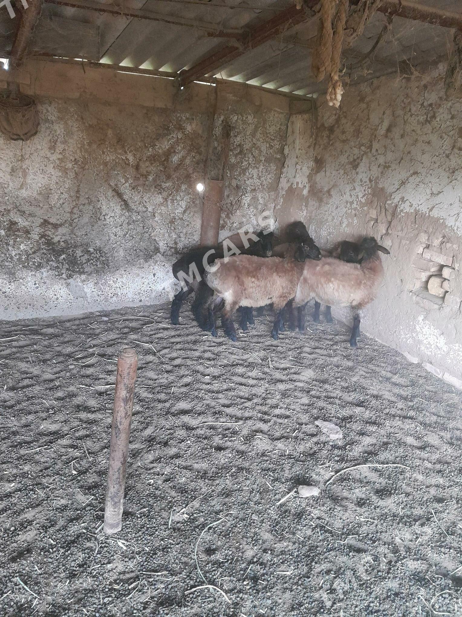 tokly - Babadaýhan - img 2