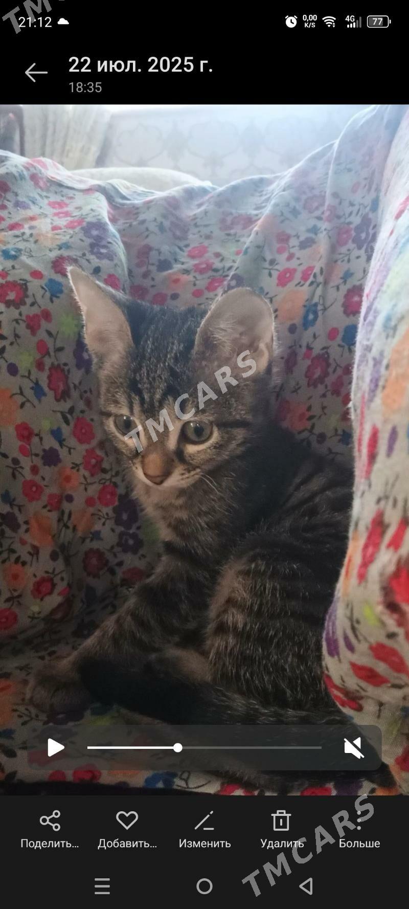 Кошка - Çandybil şaýoly - img 2