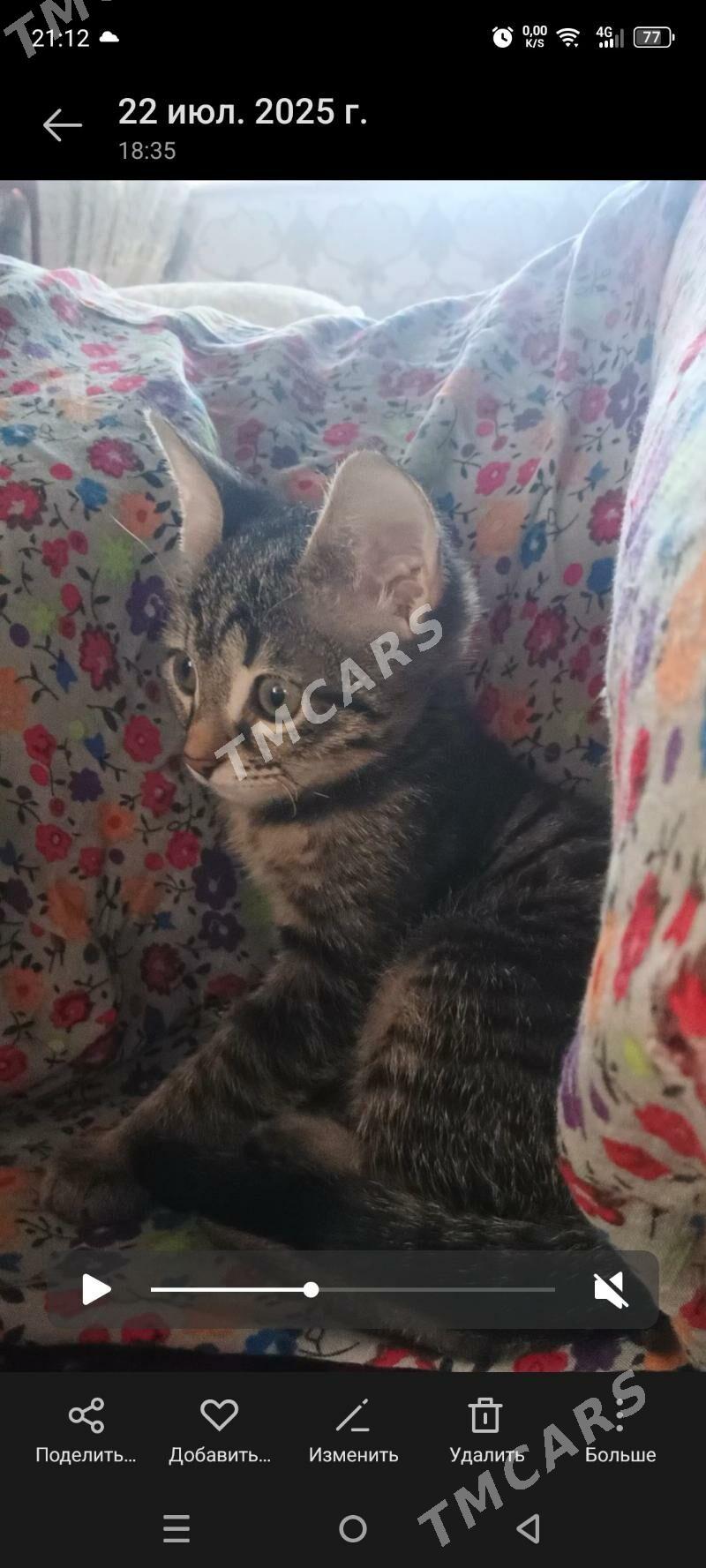 Кошка - Çandybil şaýoly - img 3