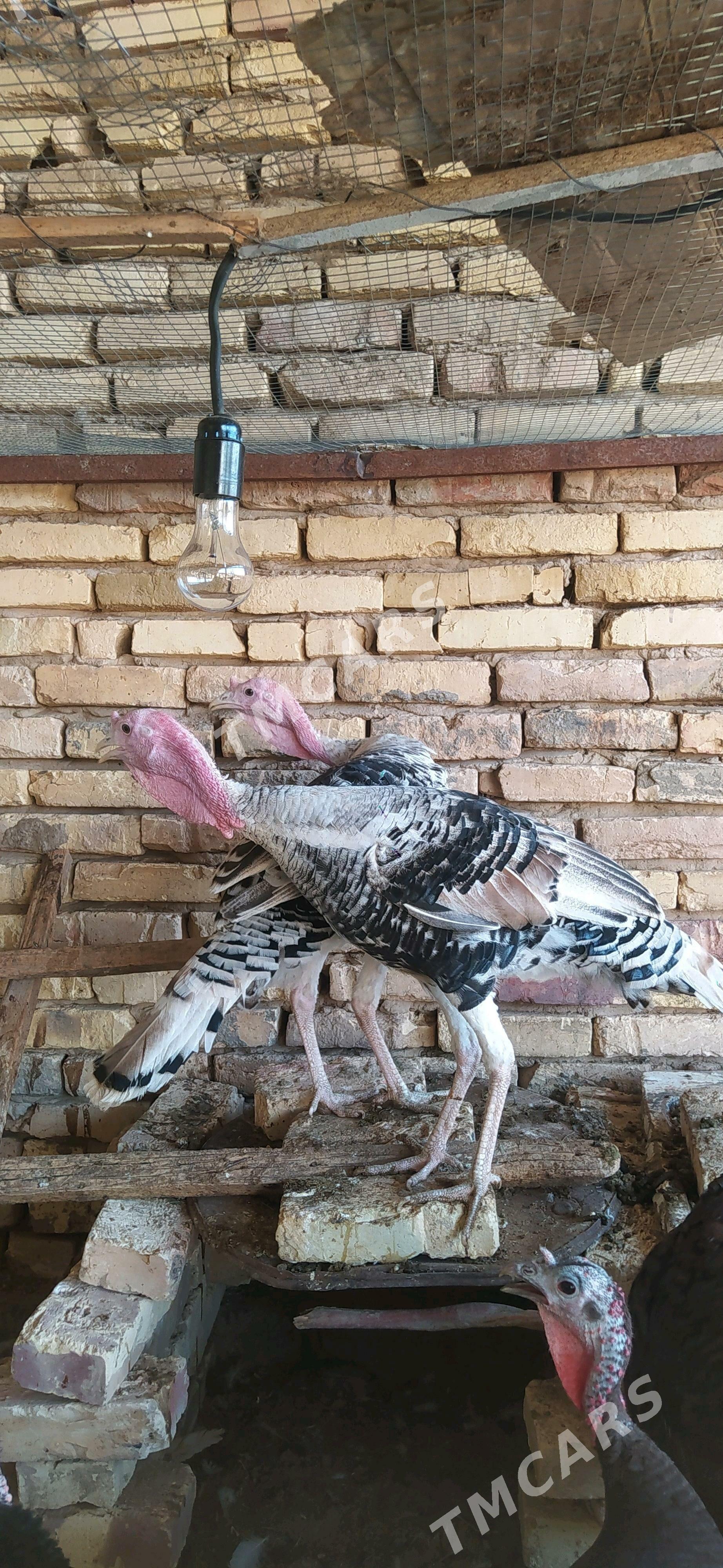 erkek induklar ýaşajyk - Мары - img 3