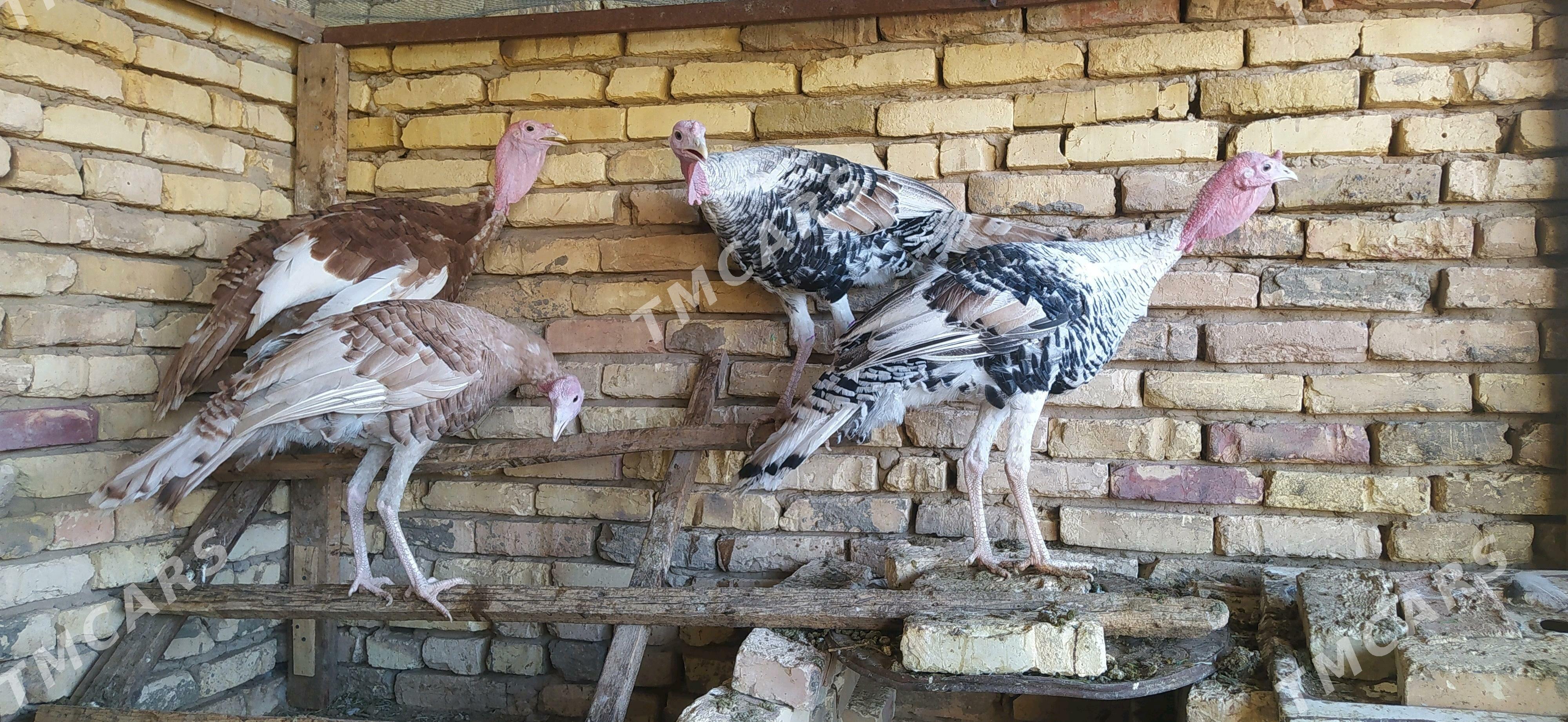 erkek induklar ýaşajyk - Мары - img 2