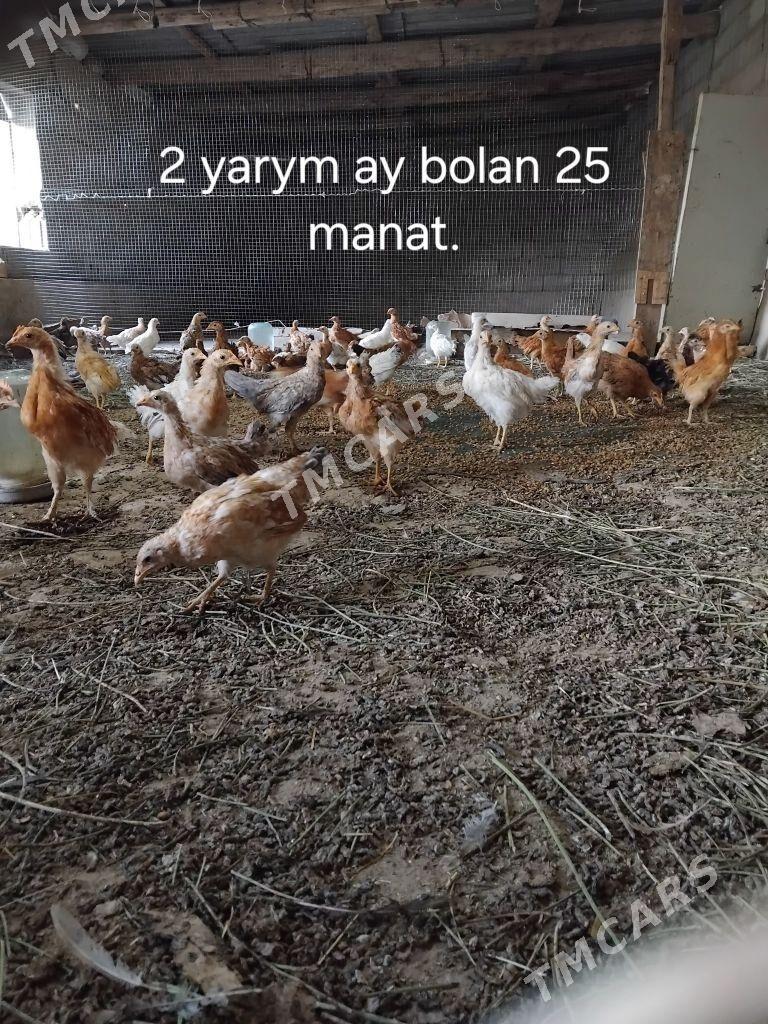 juyje - Kaka - img 3