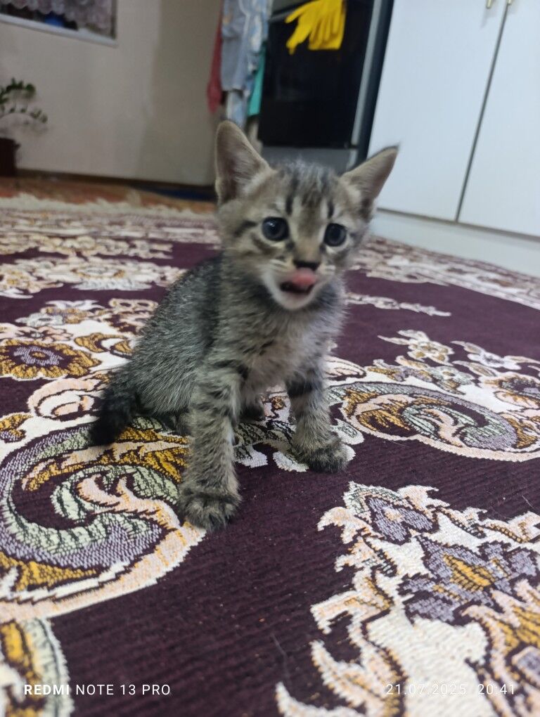 котенок - Мары - img 9