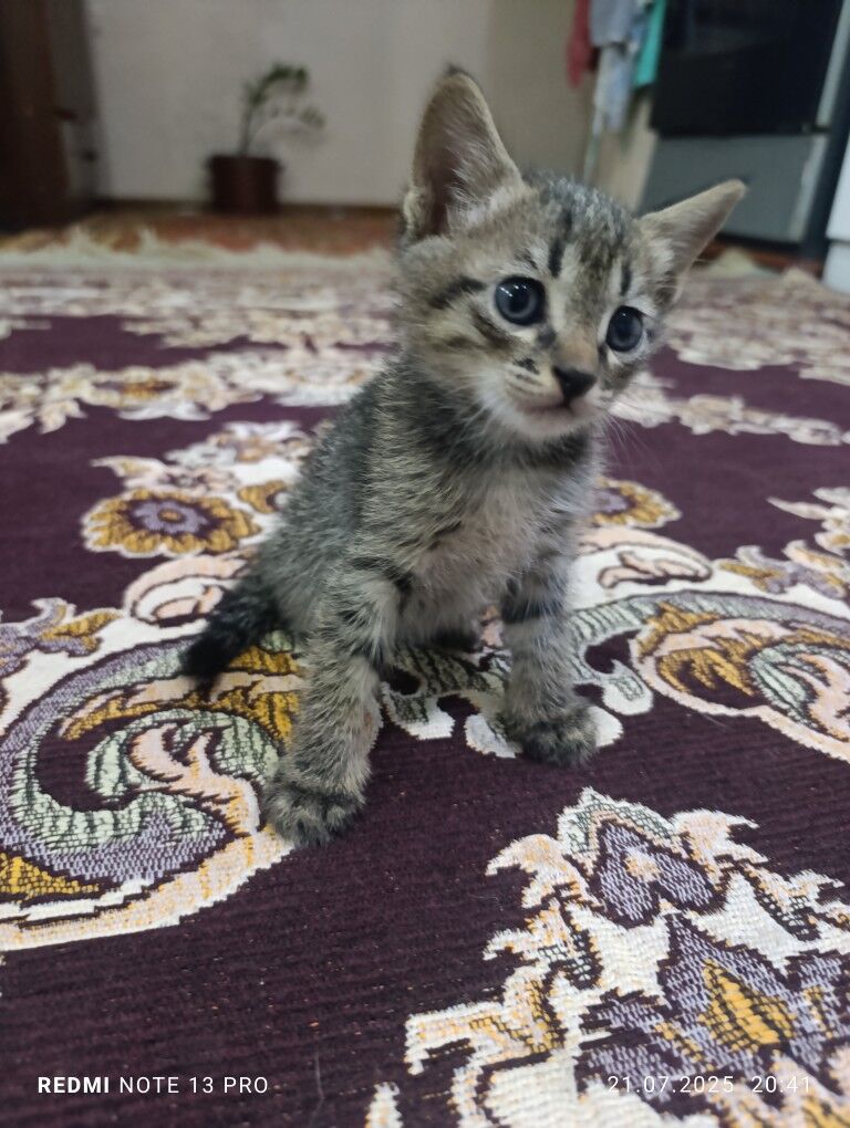 котенок - Мары - img 7