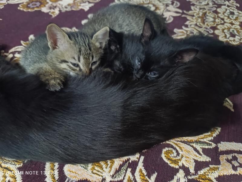 котенок - Мары - img 10