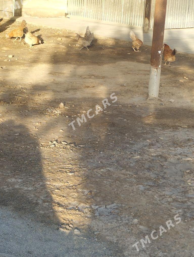 товук - Sakarçäge - img 2