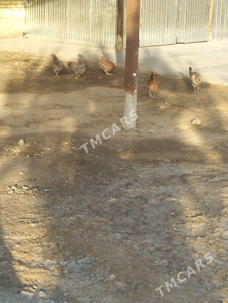 товук - Sakarçäge - img 3