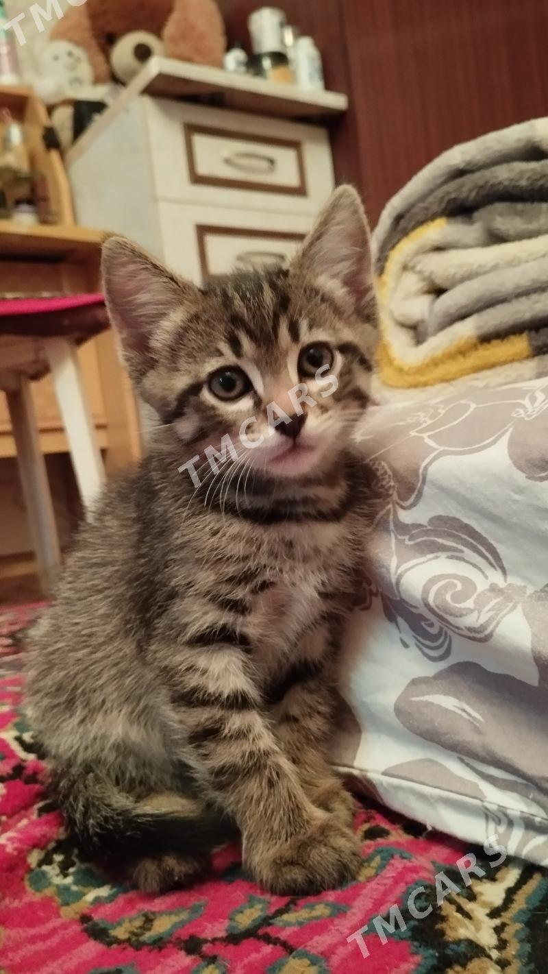 Котенок - Ашхабад - img 2