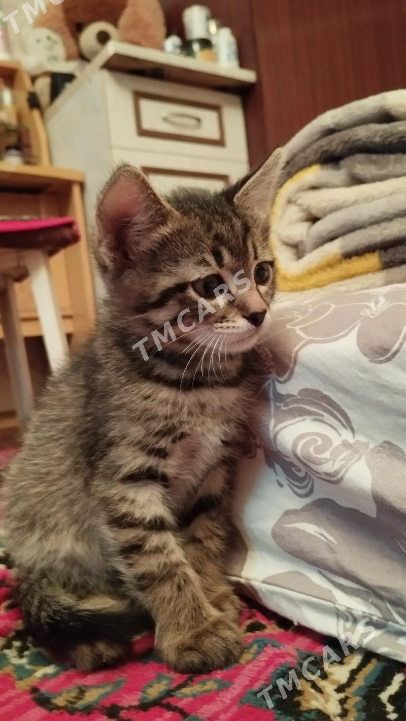 Котенок - Ашхабад - img 3