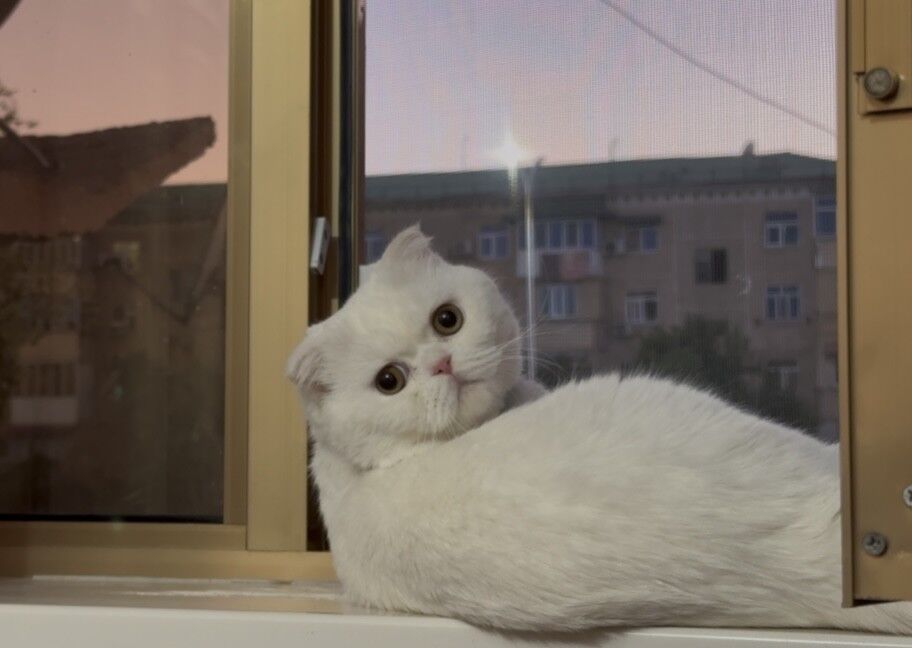 шотландский вислоухий кот - Türkmenabat - img 3