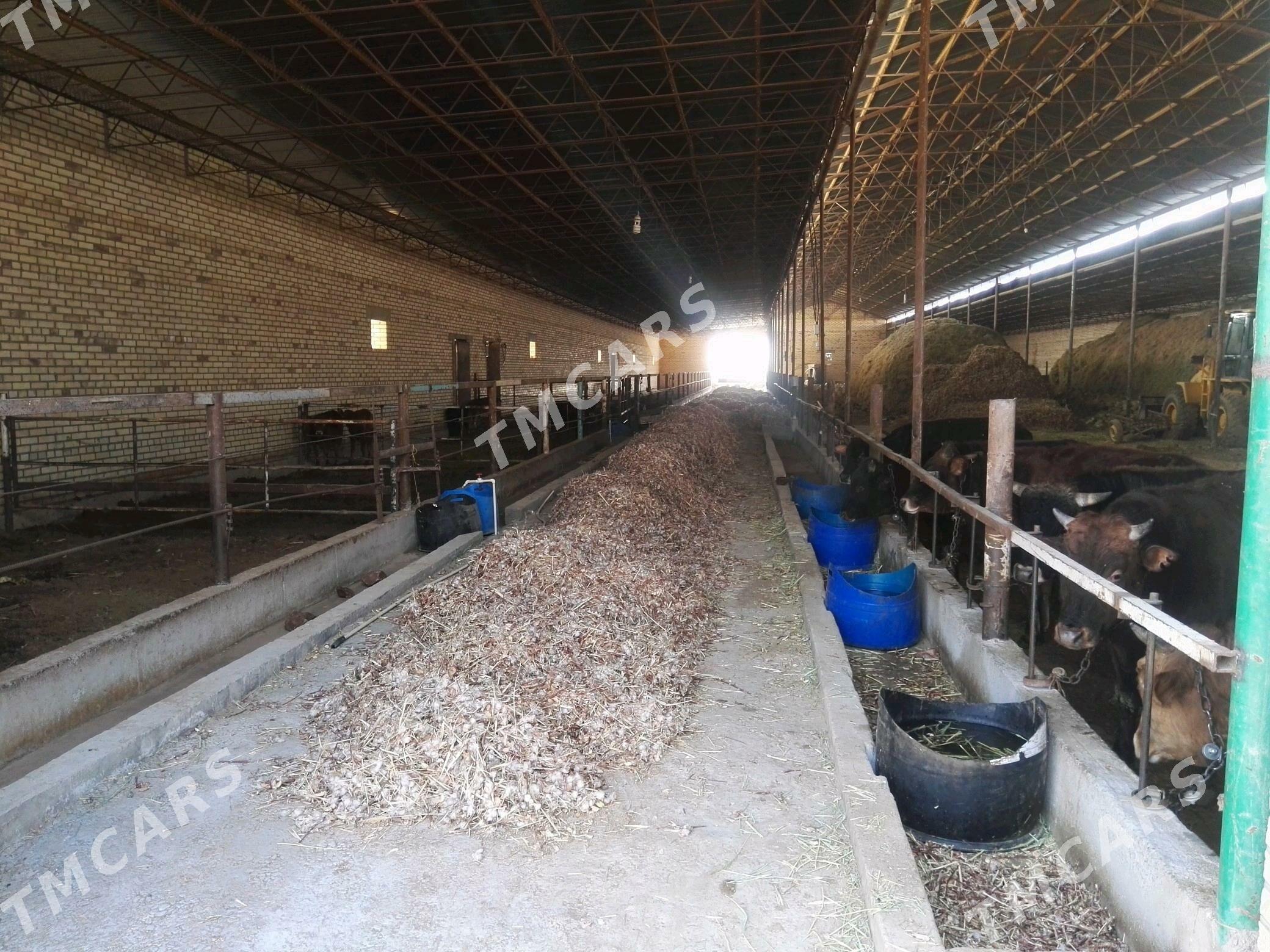 Mülk ýer Fazenda - Мары - img 7