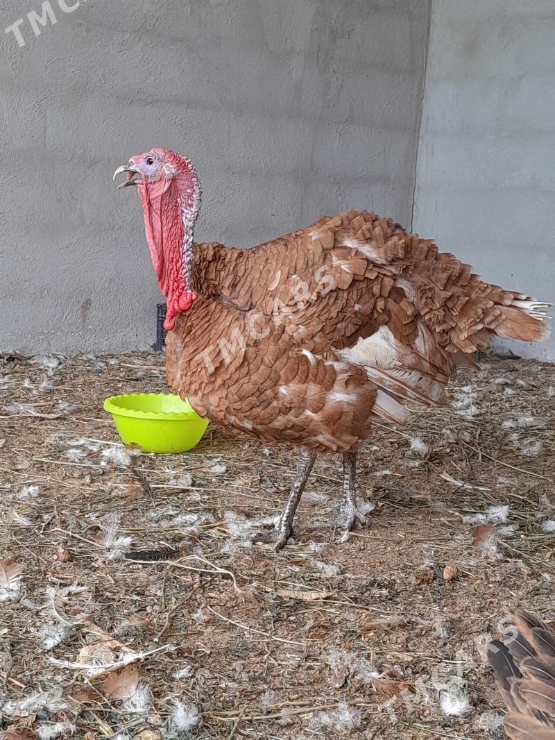 owgan induk - Gökdepe - img 2