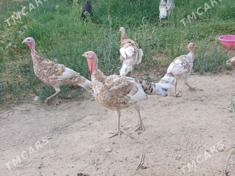 induk - Gökje - img 2