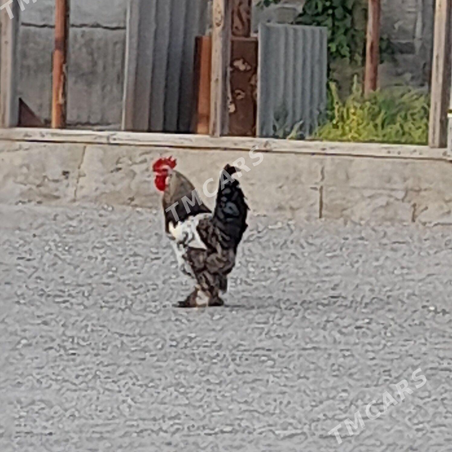 Horaz - Balkanabat - img 2
