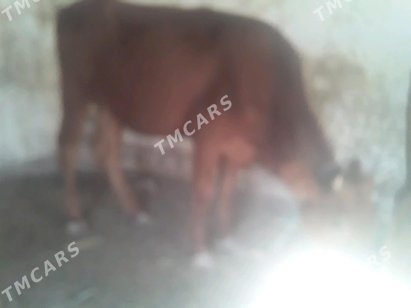 GACAR - Gubadag - img 7
