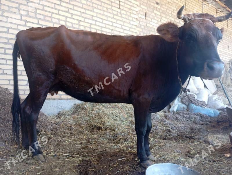 Bogaz sygyr - Sakar - img 3