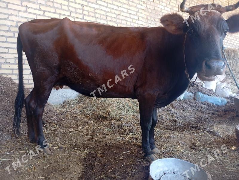 Bogaz sygyr - Sakar - img 2