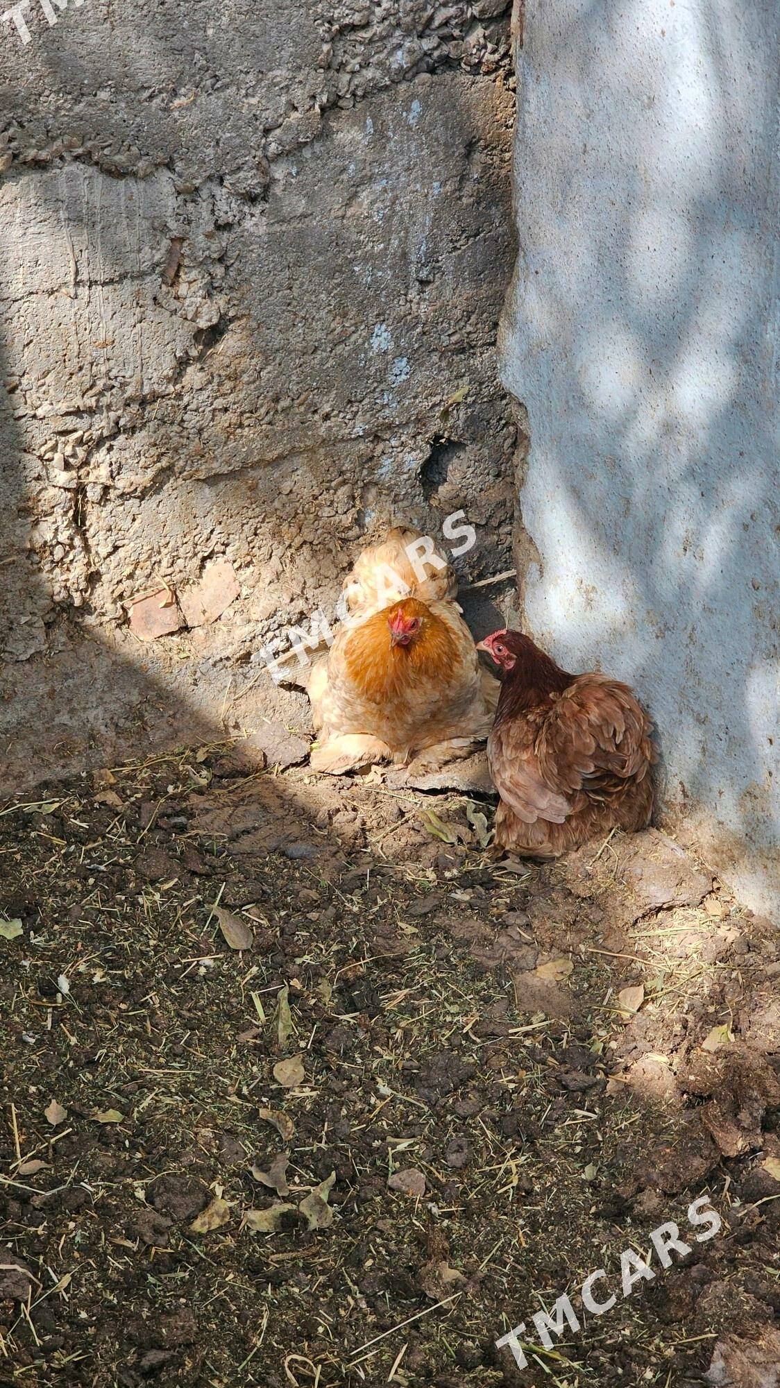 kokinhini karlik - Aşgabat - img 9