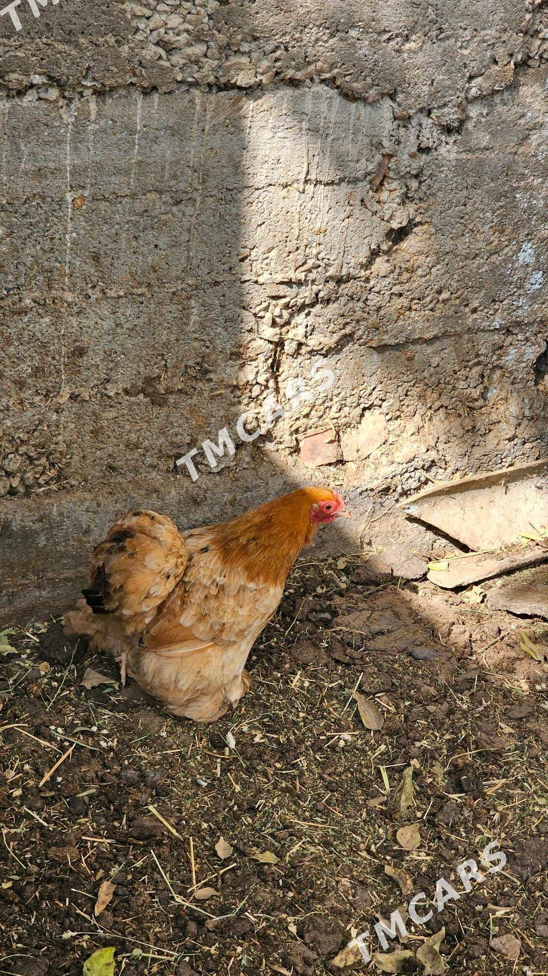 kokinhini karlik - Aşgabat - img 8