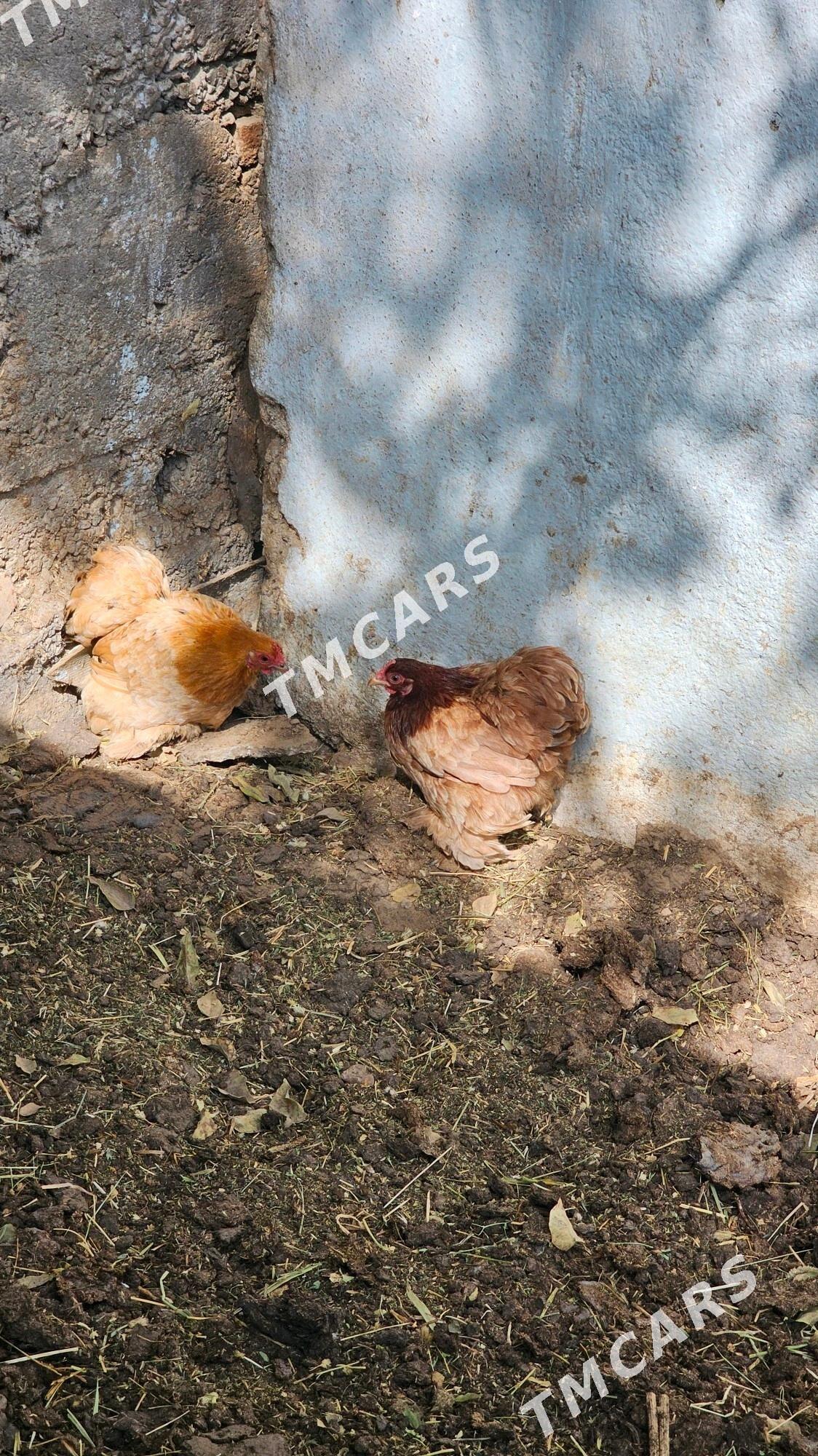 kokinhini karlik - Aşgabat - img 3