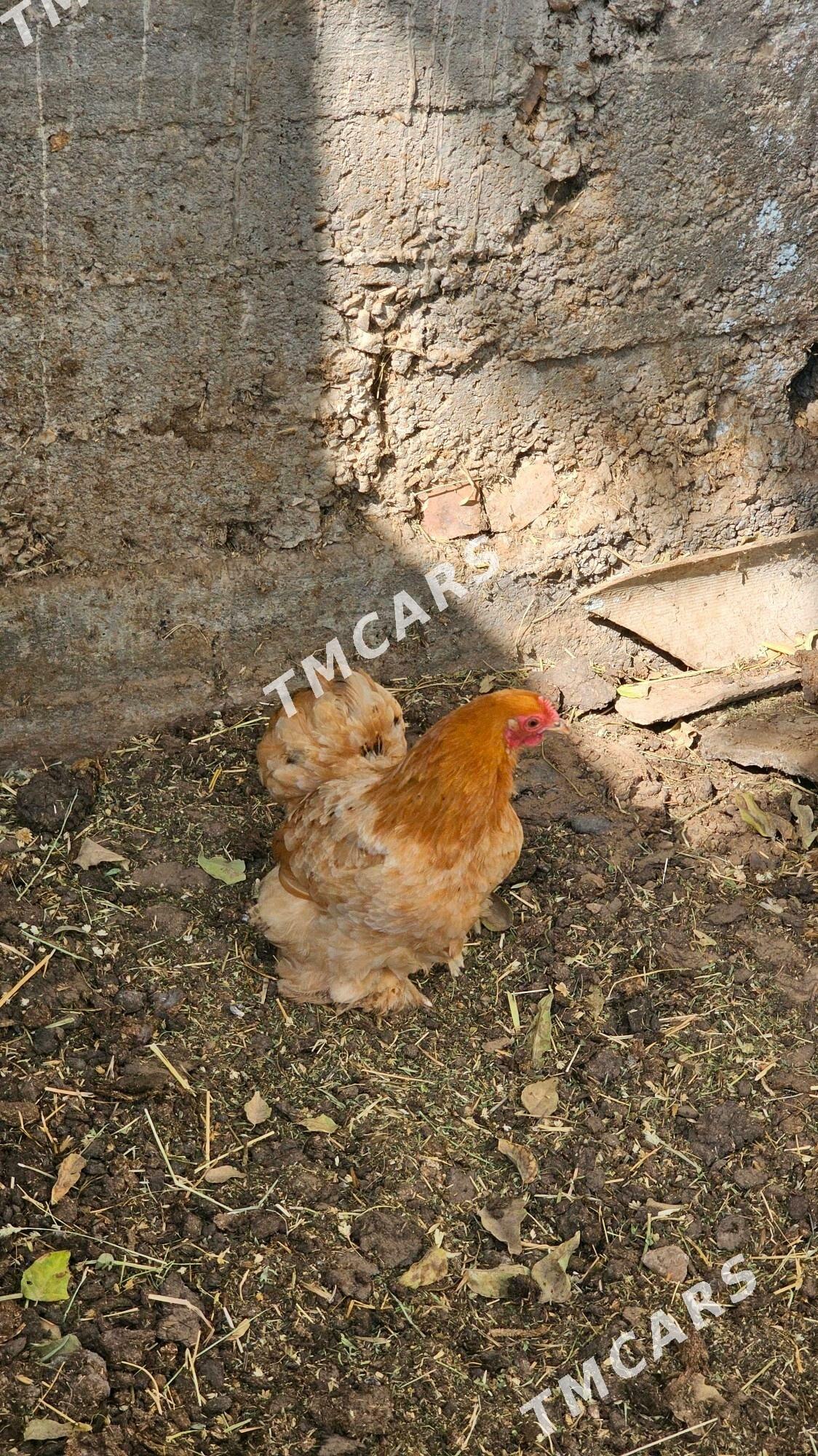 kokinhini karlik - Aşgabat - img 7