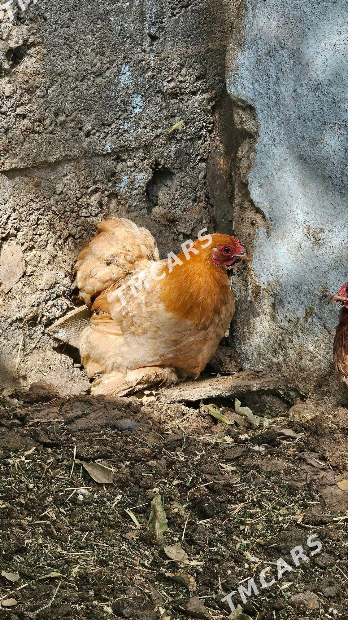 kokinhini karlik - Aşgabat - img 5