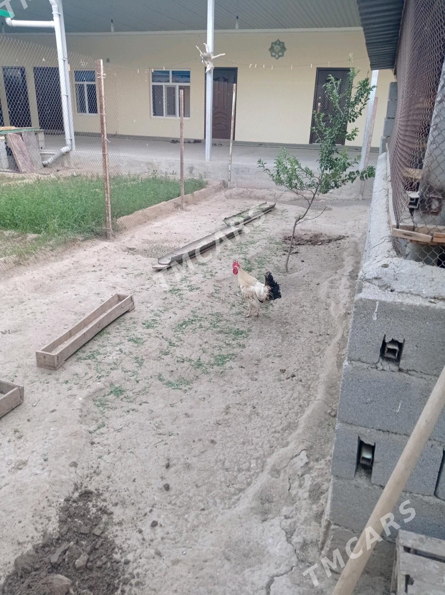 Balgar horazlar - Gypjak - img 2