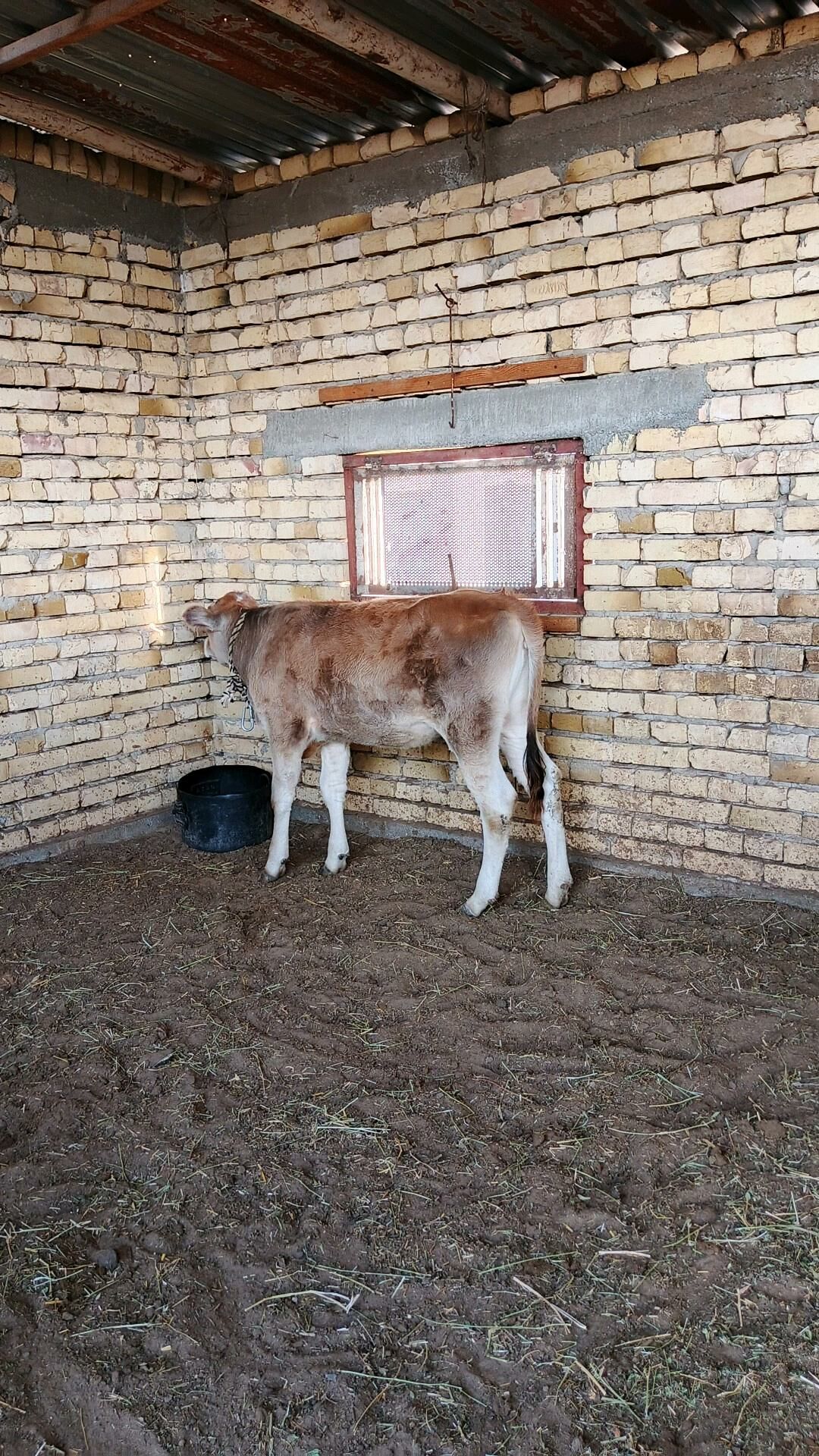 Sygyr - Gökdepe - img 3