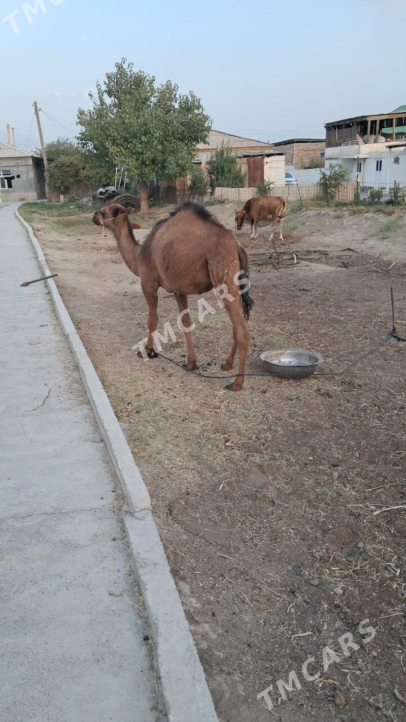 Ogşyk - Gökdepe - img 2
