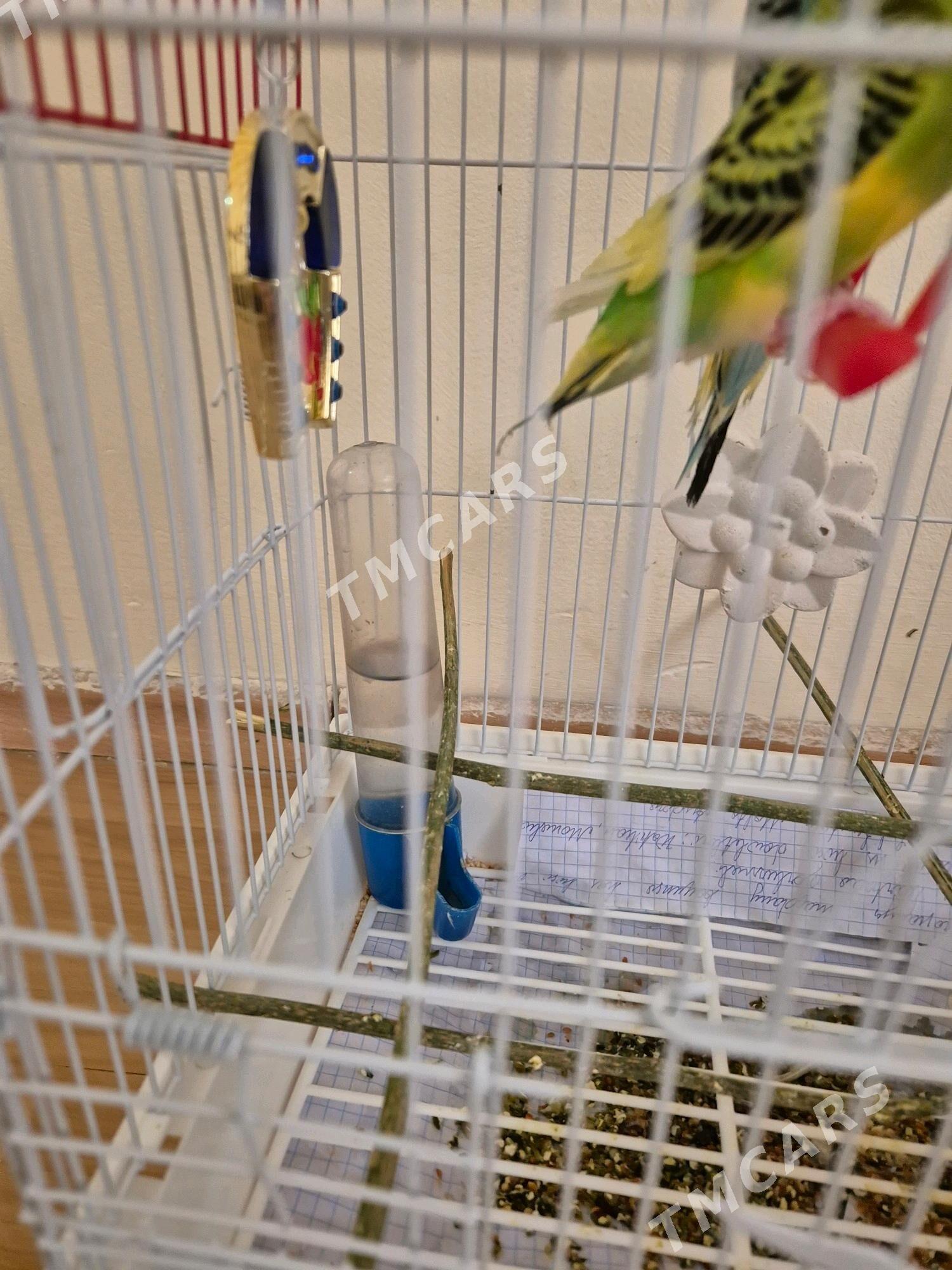 попугайчики - Bedew - img 5
