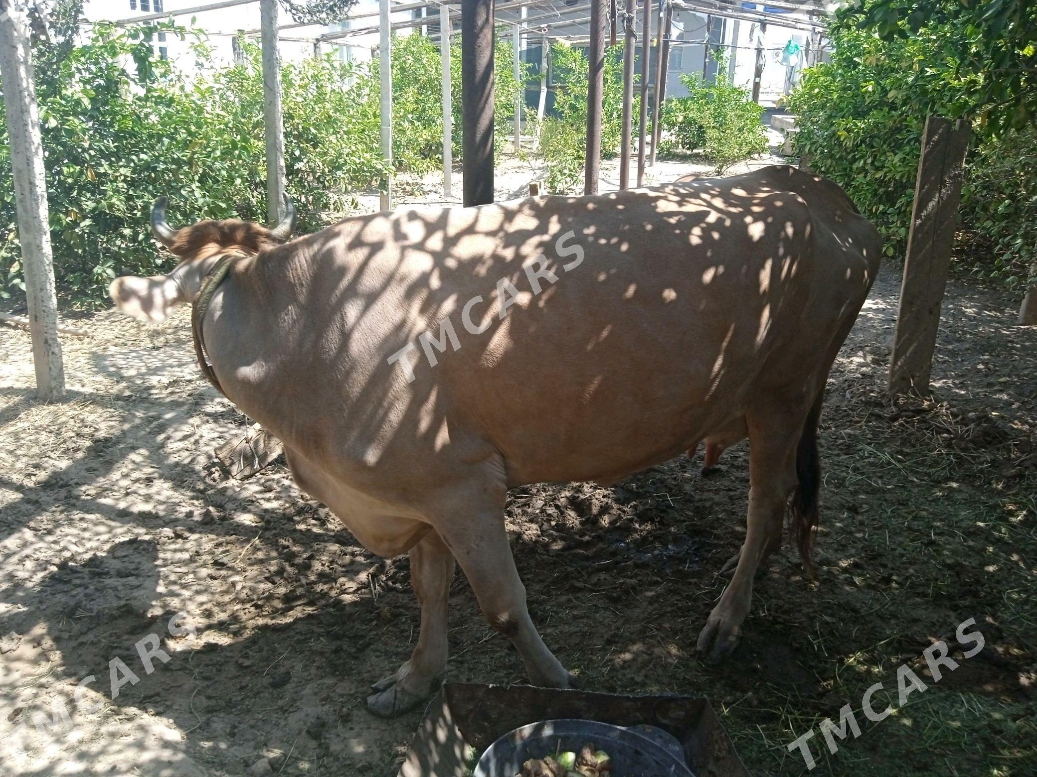 sygyr - Кипджак - img 8