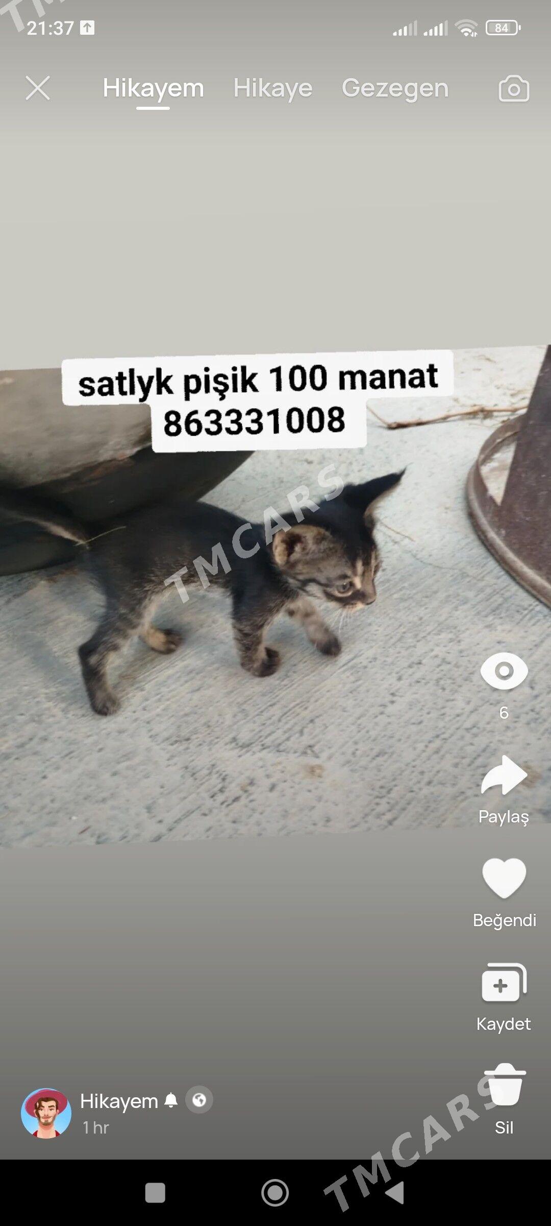 Ady minoş - Bäherden - img 2