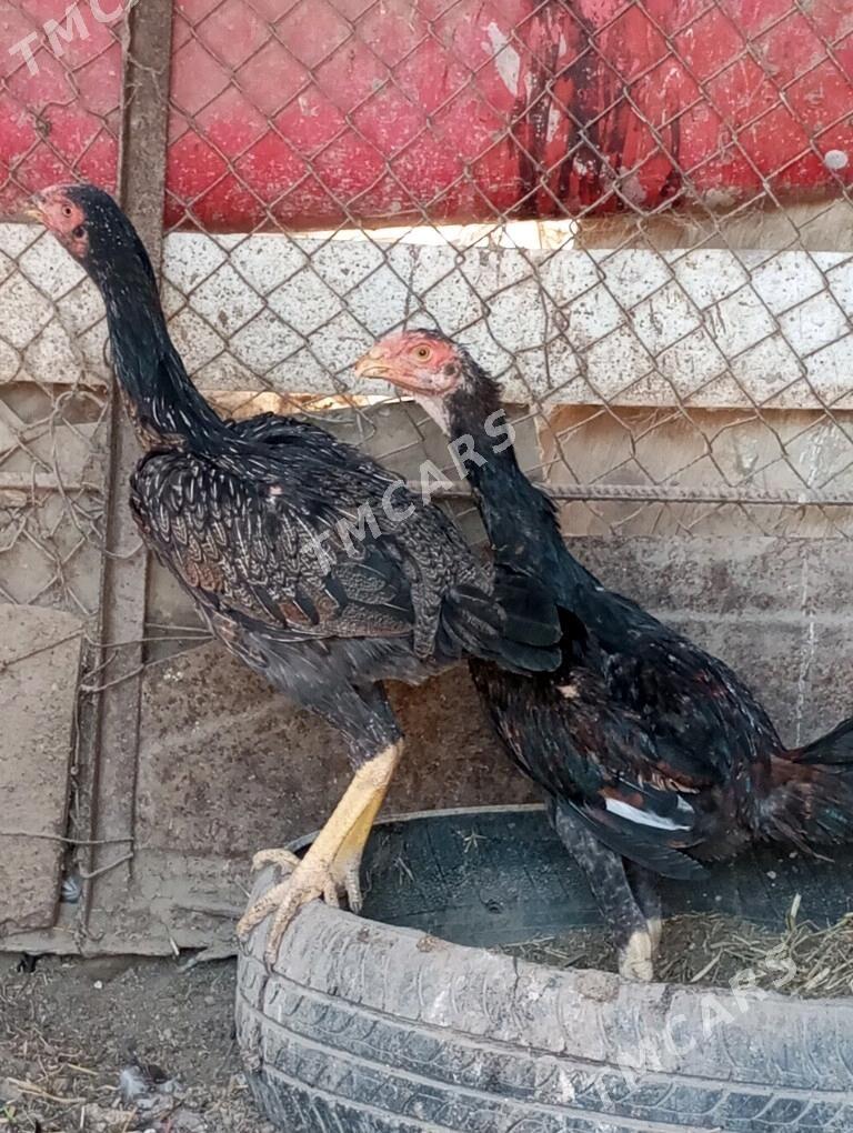 baysow juje - Türkmenabat - img 2