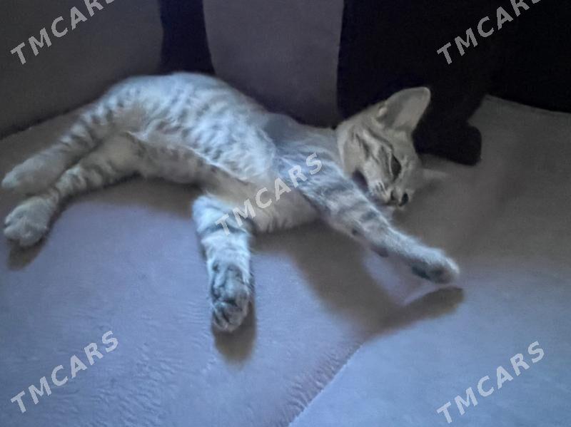 котенок - Ашхабад - img 5