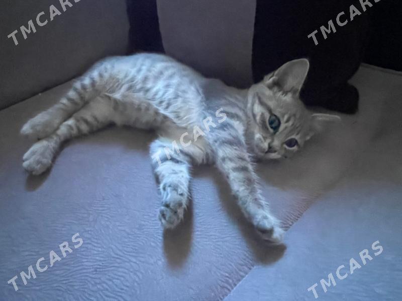 котенок - Ашхабад - img 2