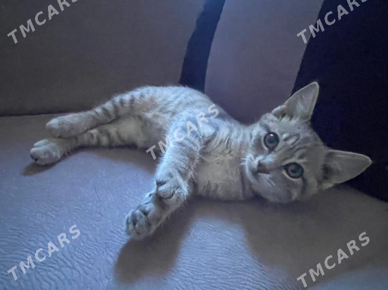 котенок - Ашхабад - img 4