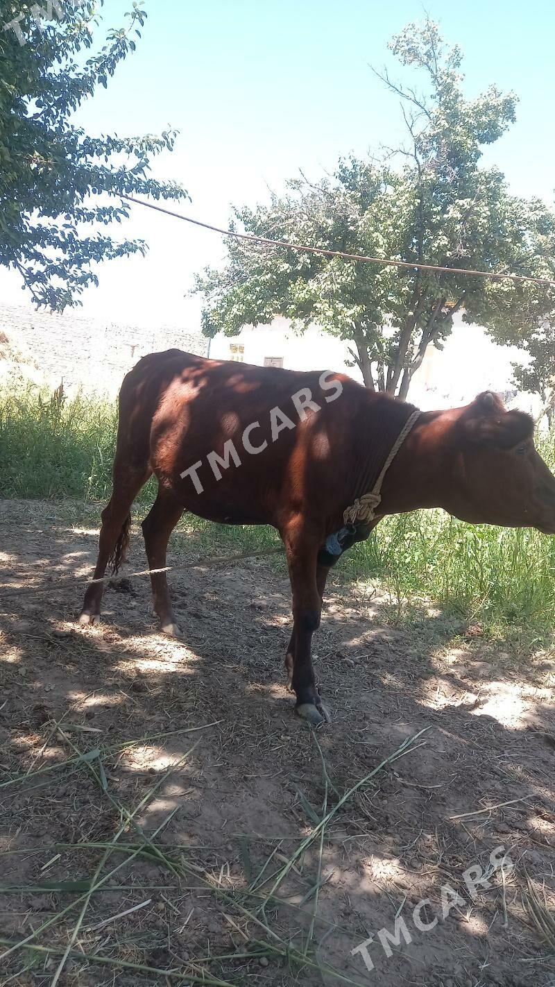 Gacar - Şabat etr. - img 2