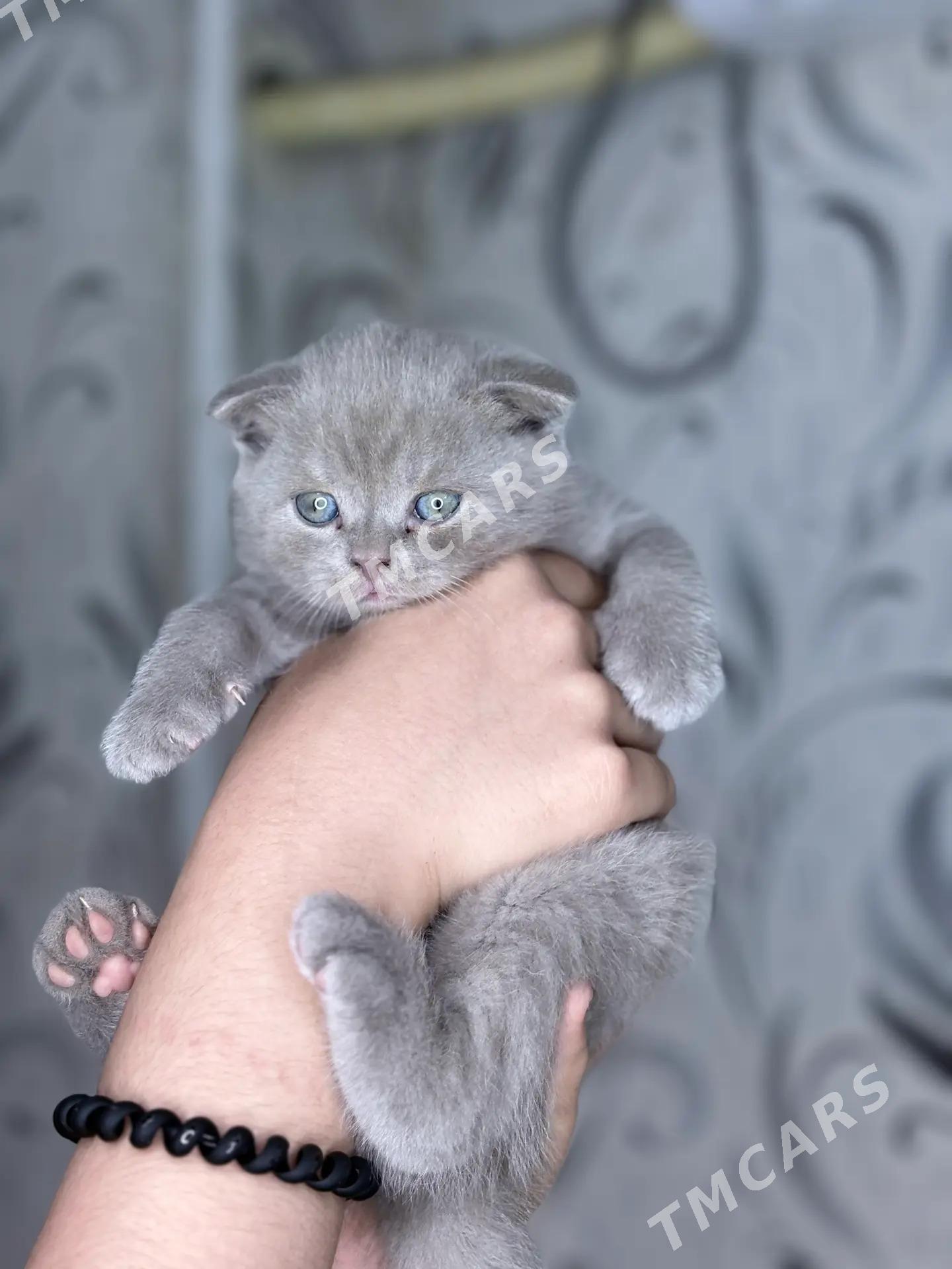 Шотландские котята - Türkmenabat - img 2